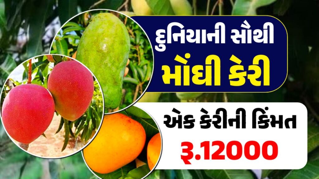 most expensive mango