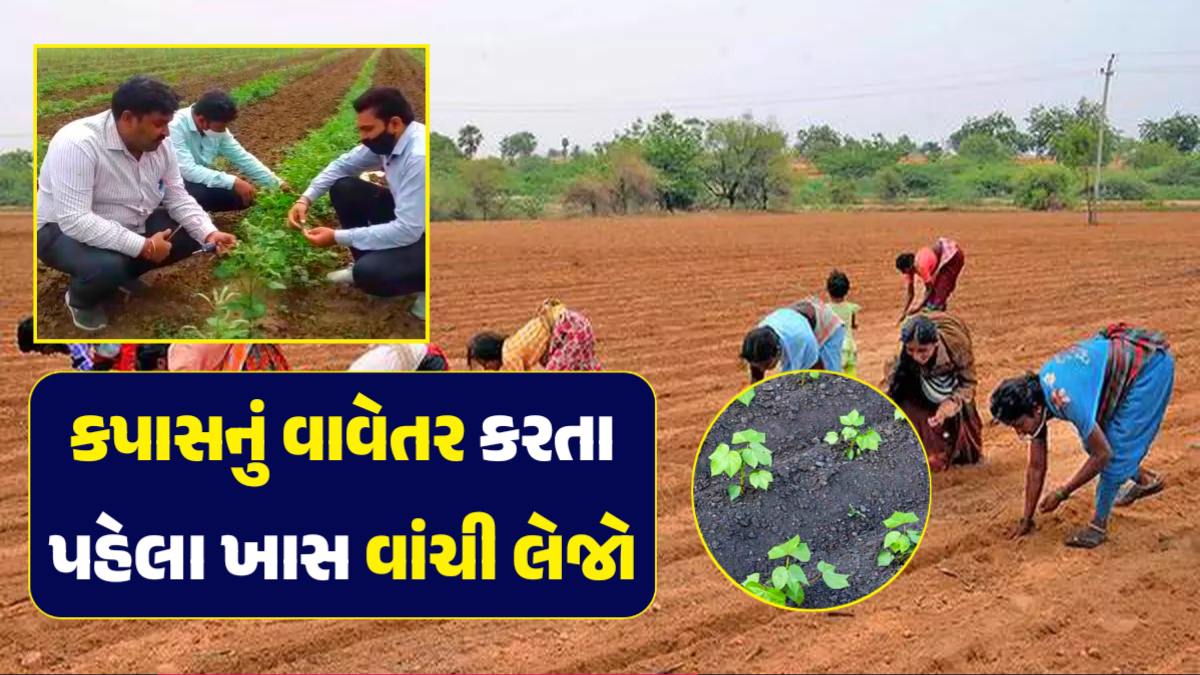 planting cotton crop