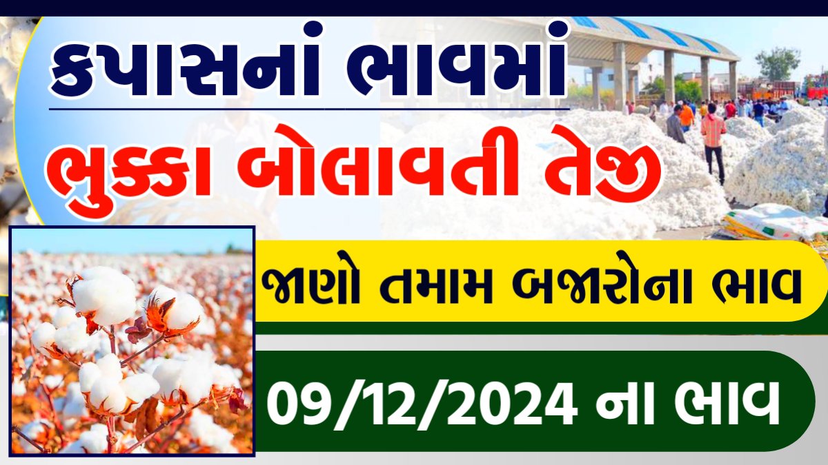 cotton price today : અમરીલીમાં કપાસના ભાવ 900 થી 1483 રૂપીયા ભાવ રહયો હતો. સાવરકુંડલામાં કપાસના ભાવ 1350 થી 1468 રૂપીયા ભાવ રહયો હતો.