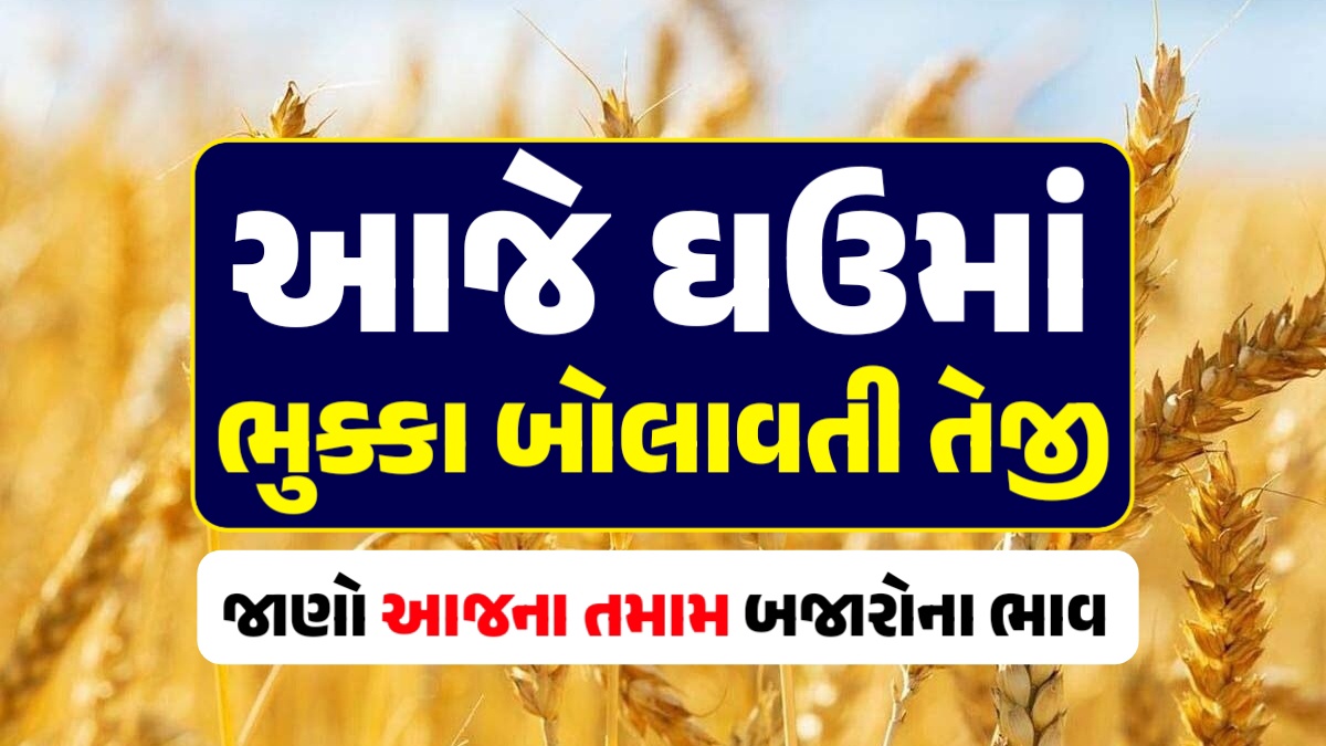 ghau price in gujarat