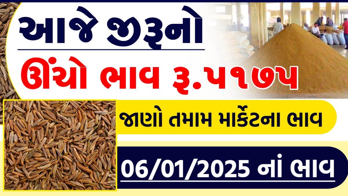 cumin price in gujarat