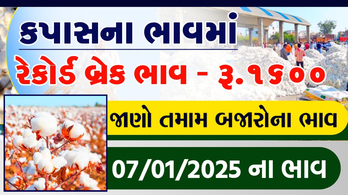 cotton price in rajkot