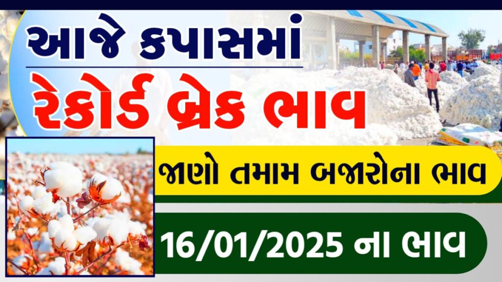 kapas bhav today rajkot