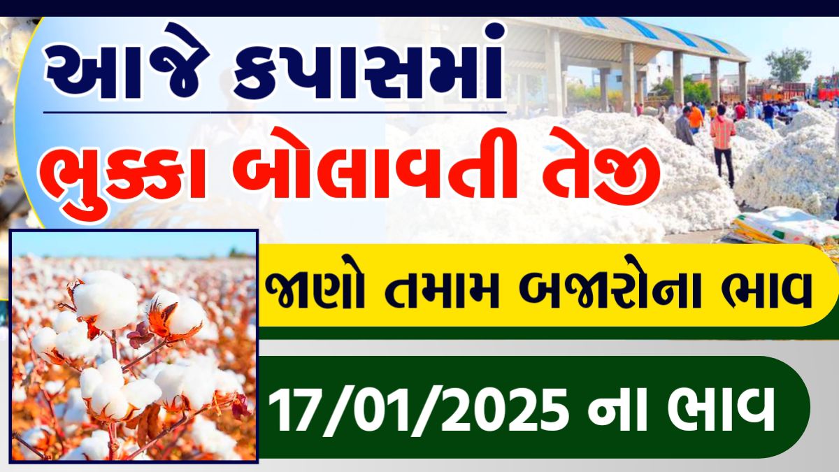 cotton price in gujarat