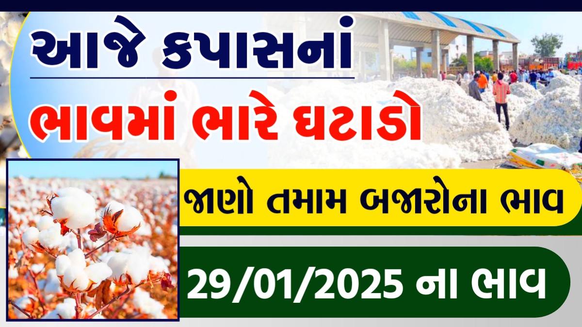 Cotton market price Botad