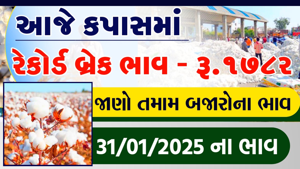 કપાસ ના ભાવ 2025