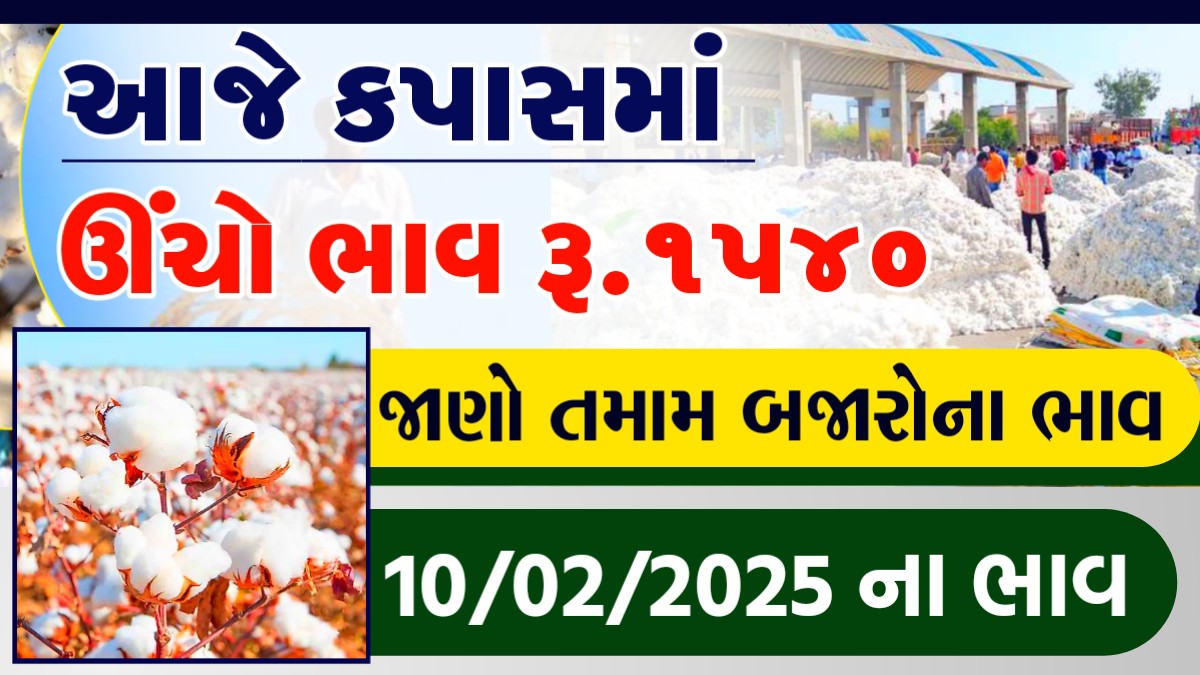 કપાસ ના ભાવ 2025